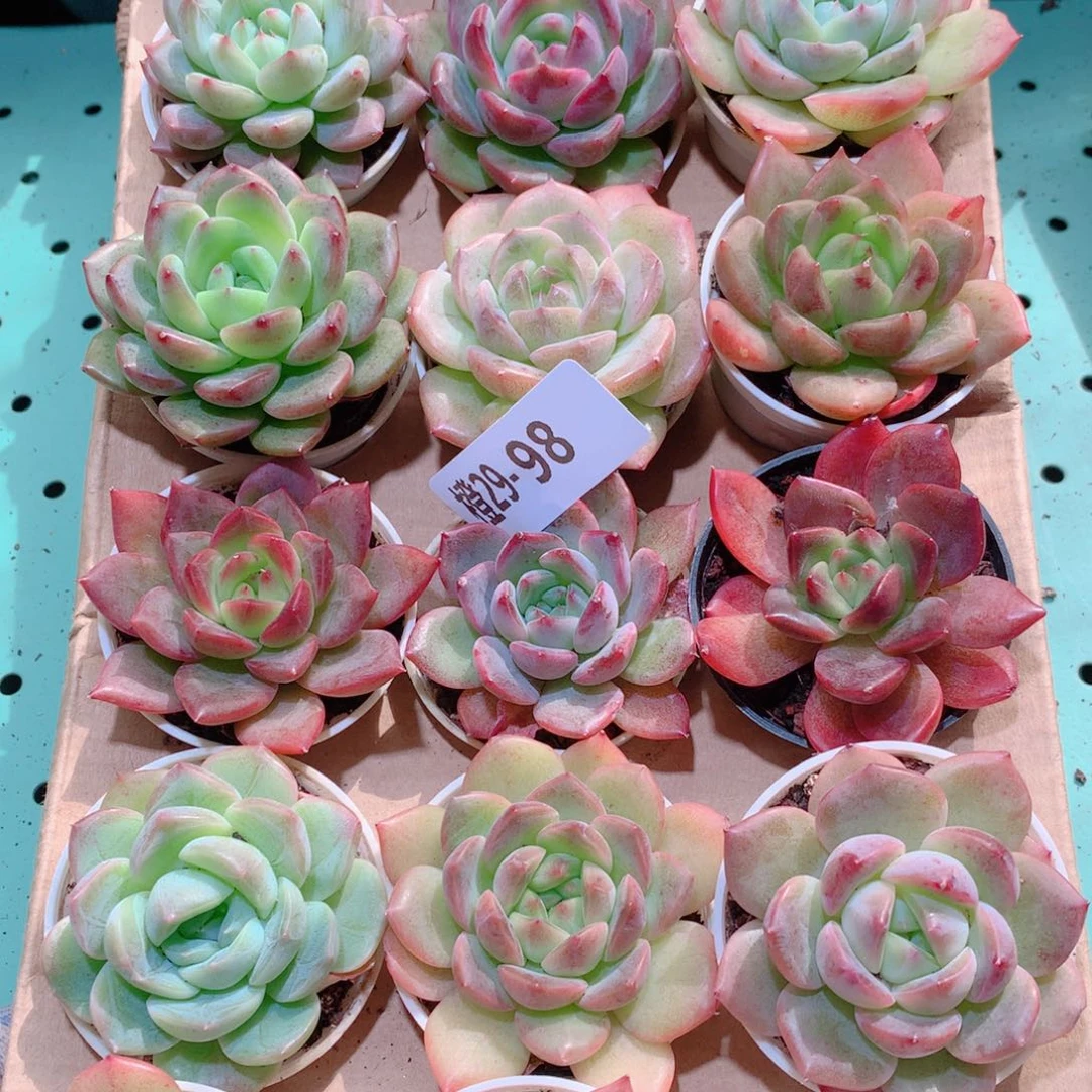 29-98一物一拍多肉带盆18颗