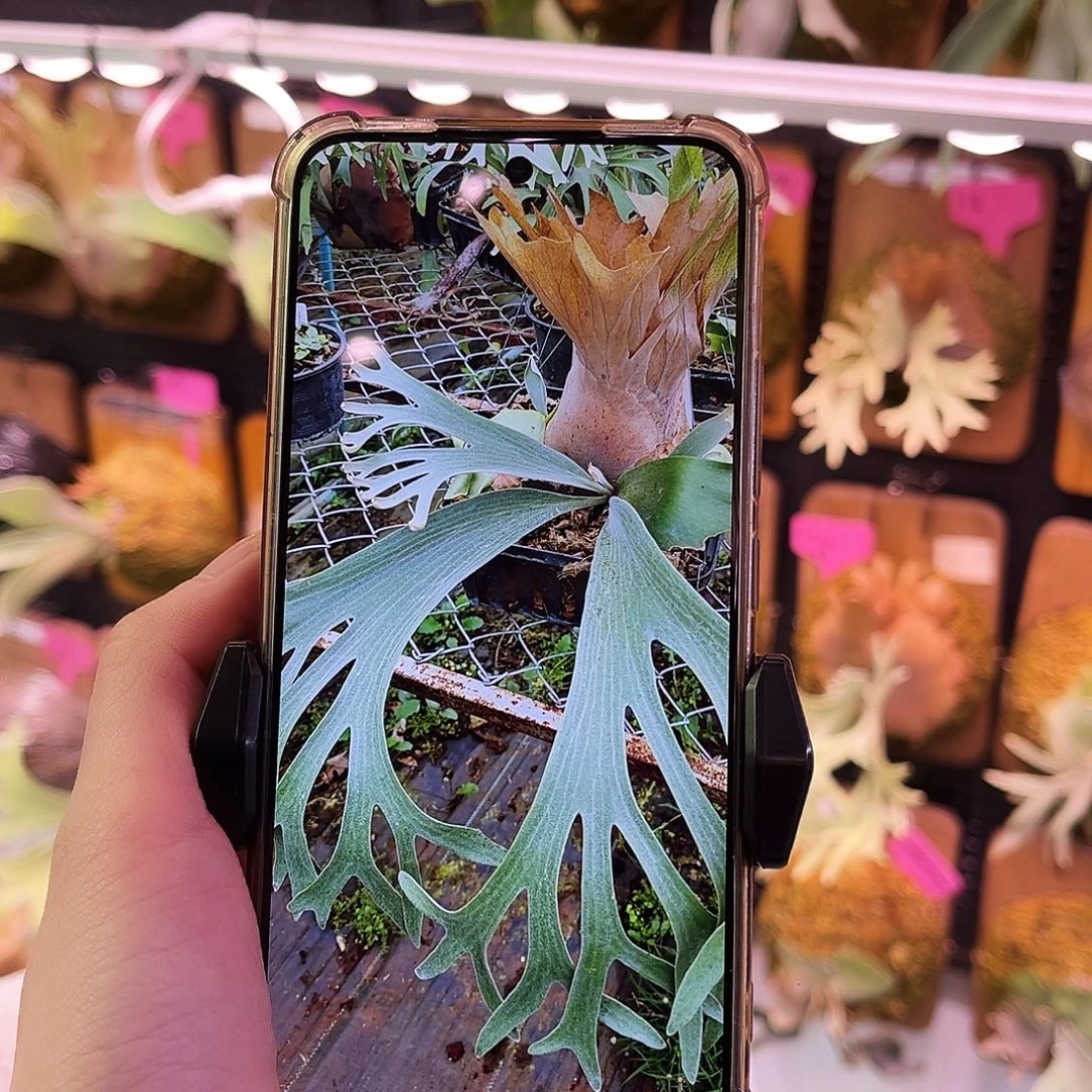 Banna A 侧芽鹿角蕨