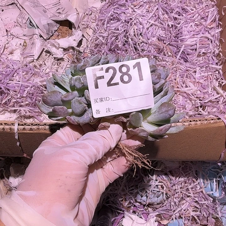 这***个星影缀化呀呀呀呀