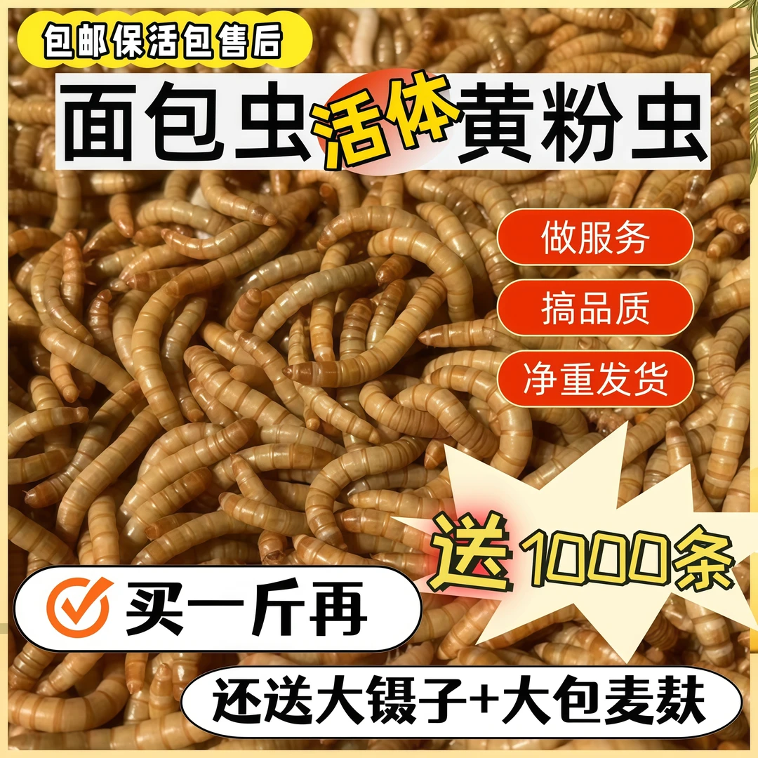 活面包虫鲜活黄粉虫守宫画眉鸟食雷龙鱼饲料蜥蜴宠物食品钓鱼活饵