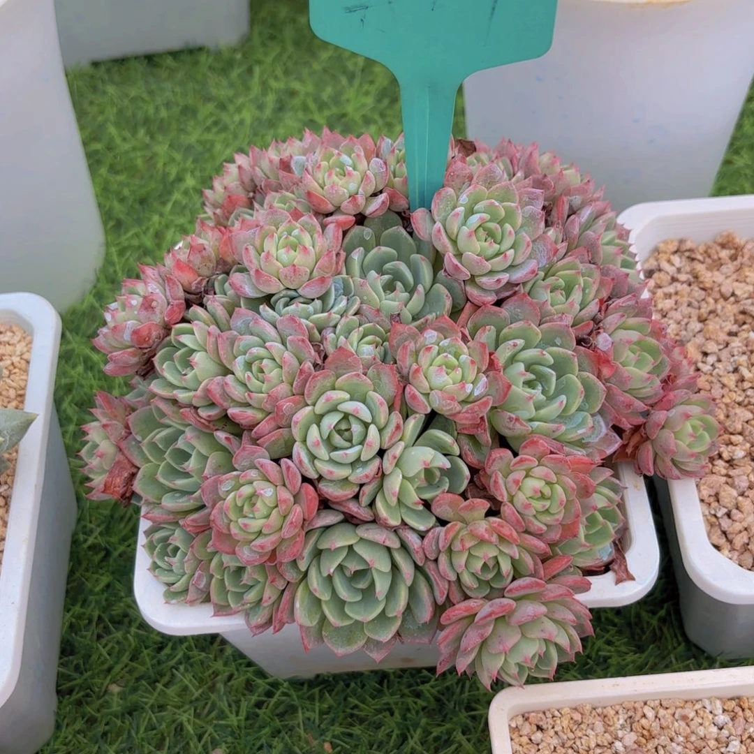 爱****我的小可爱们都好可爱