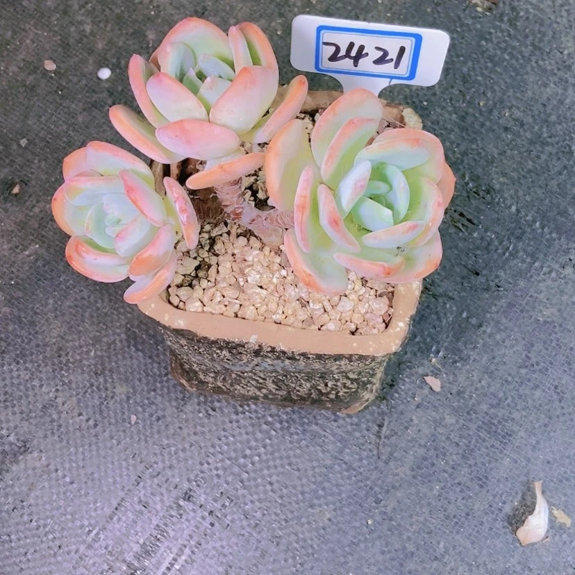 【闪购商品】晨***悟2421