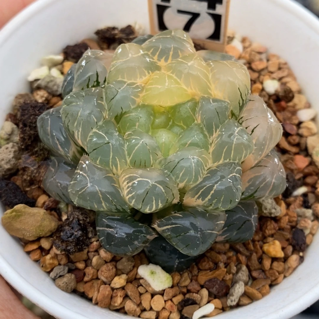 74号实生玉露锦湖水