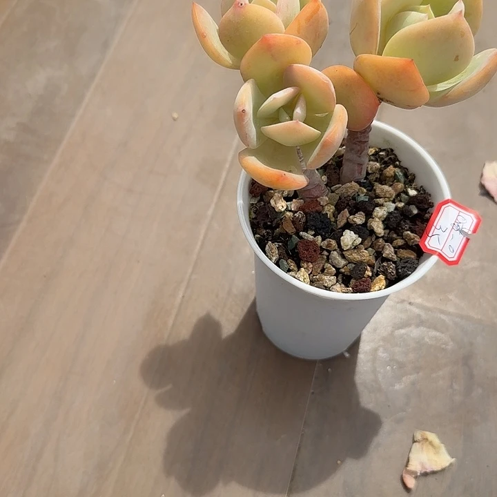 喵****白凤多肉植物一颗