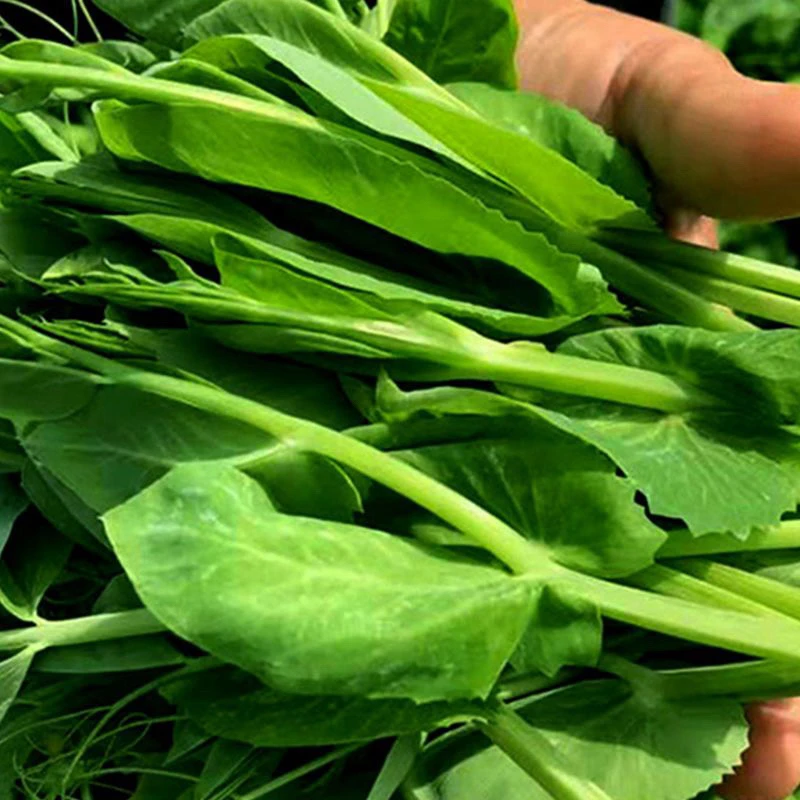 顺丰包邮贵州安顺现摘新鲜豌豆尖当季蔬菜火锅菜露天