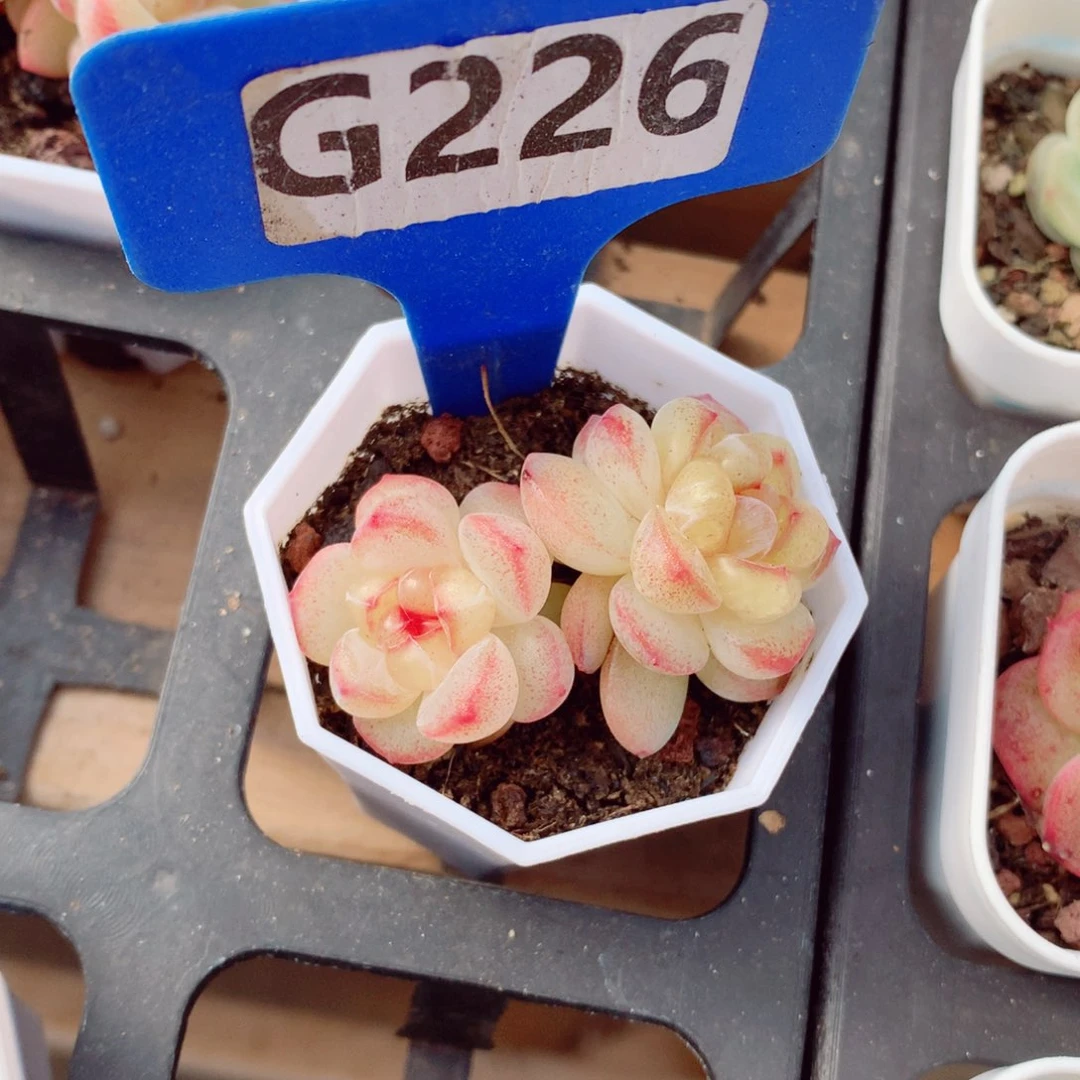 A****夏恶魔之泪5cm多肉植物