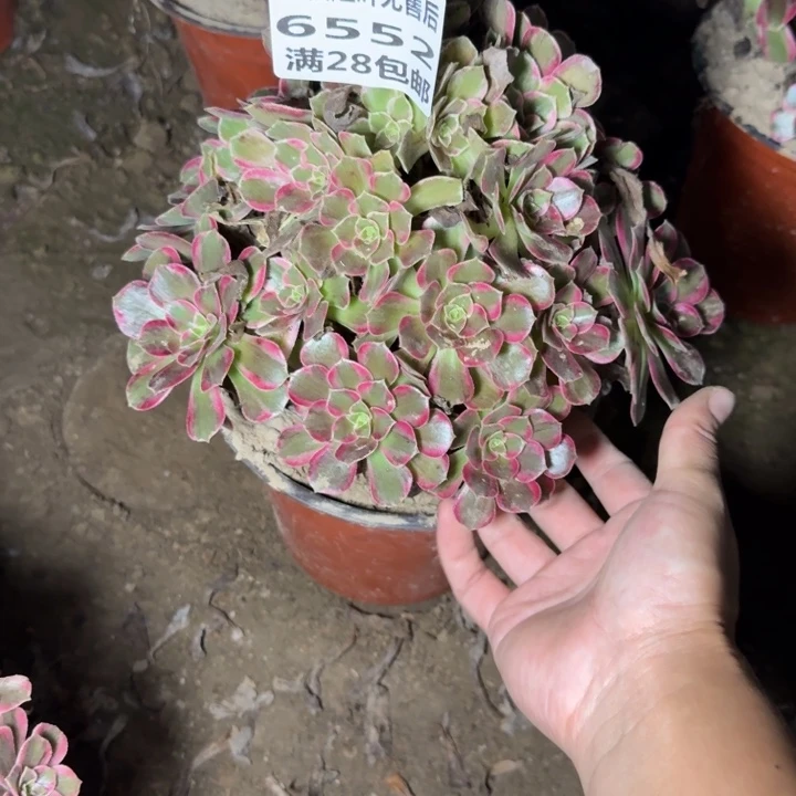 6552二号棚玫红玫瑰K