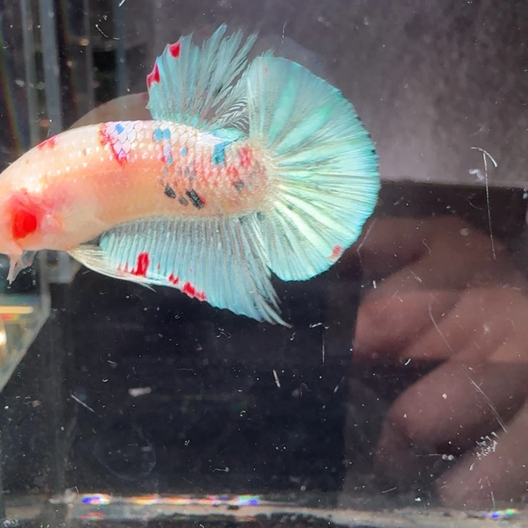 海水鱼13号拍品印尼斗鱼