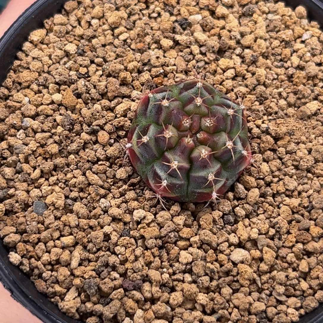 樱花穹顶 米哈仙人球