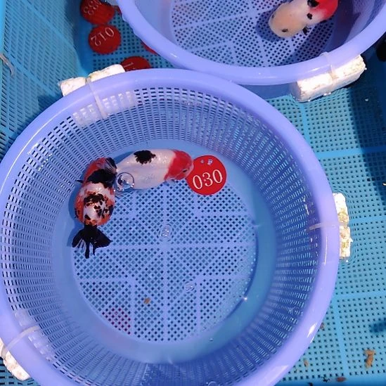 金鱼030兰寿两只特价顺丰包邮