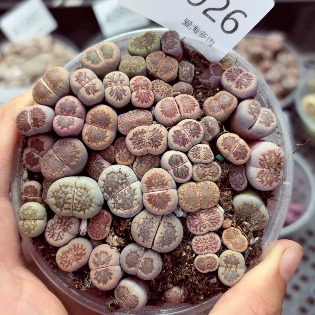 5926—生石花 生石花