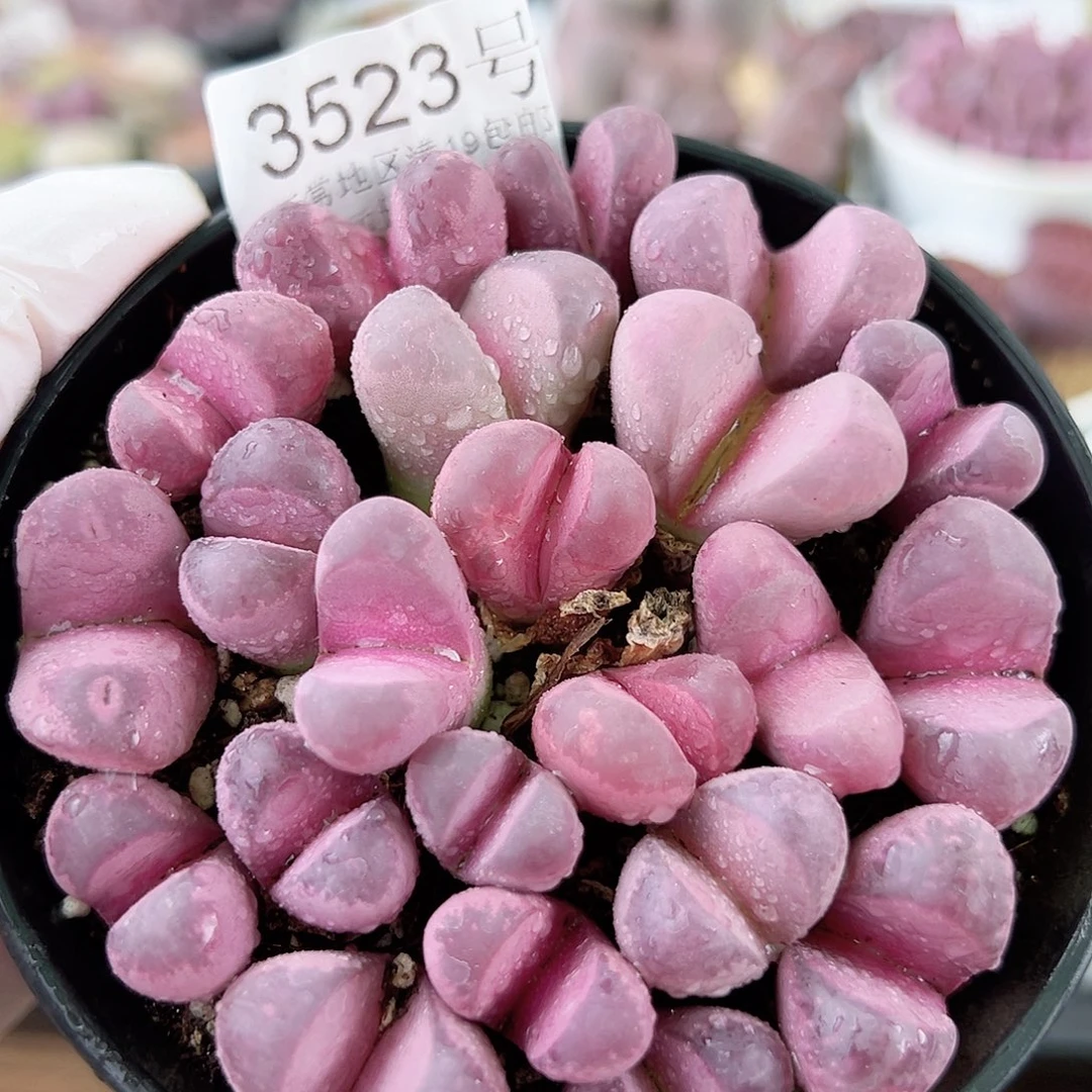 3523 好养易活生石花大母本