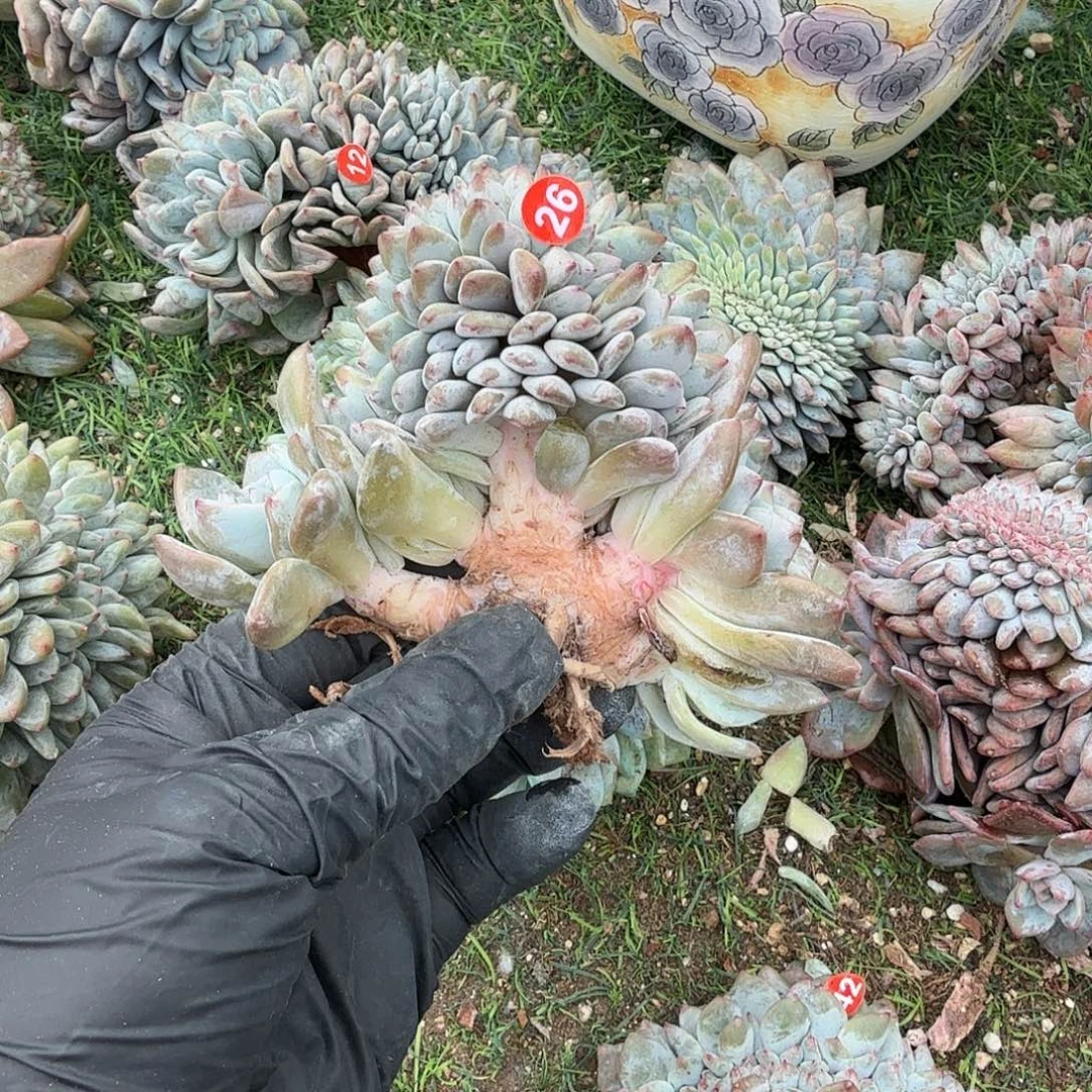 叶插星影缀化呀呀呀呀