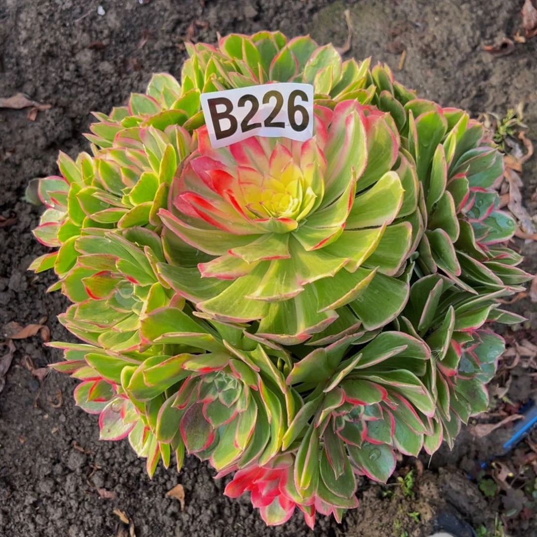 海燕法师26///【15包邮