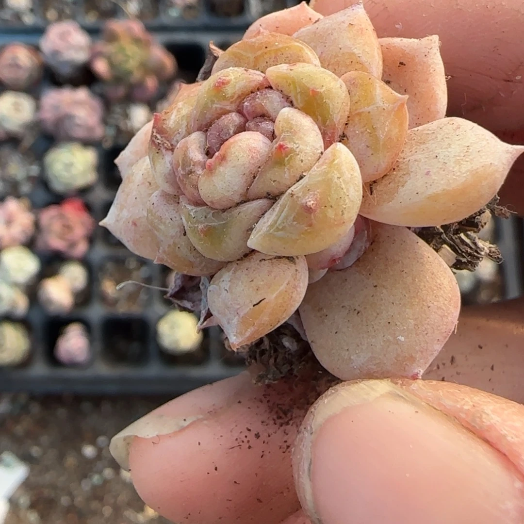 多肉小卡拉米糖心一物一拍