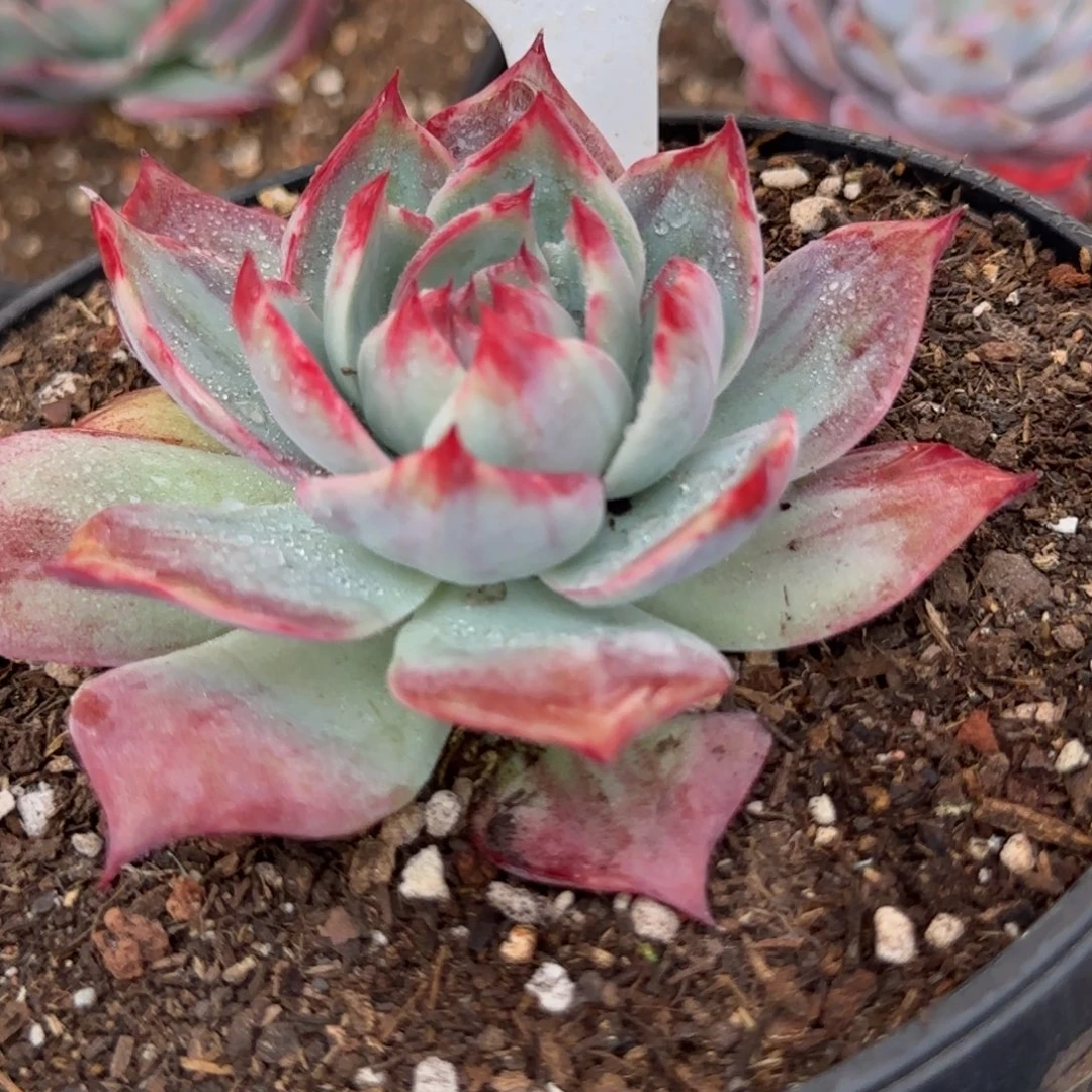 惊鸿一物一拍包装收缩花旱226