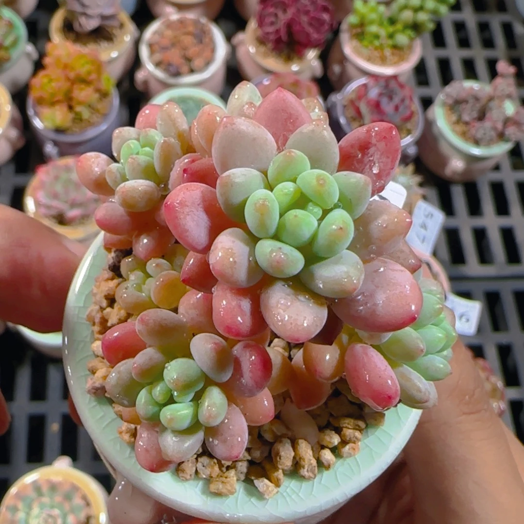 AI小尾巴5CM迷你拇指盆栽精控多肉581