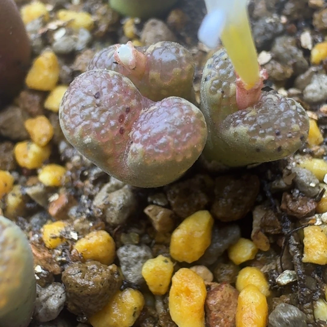 15号三头全窗勋章一物一拍