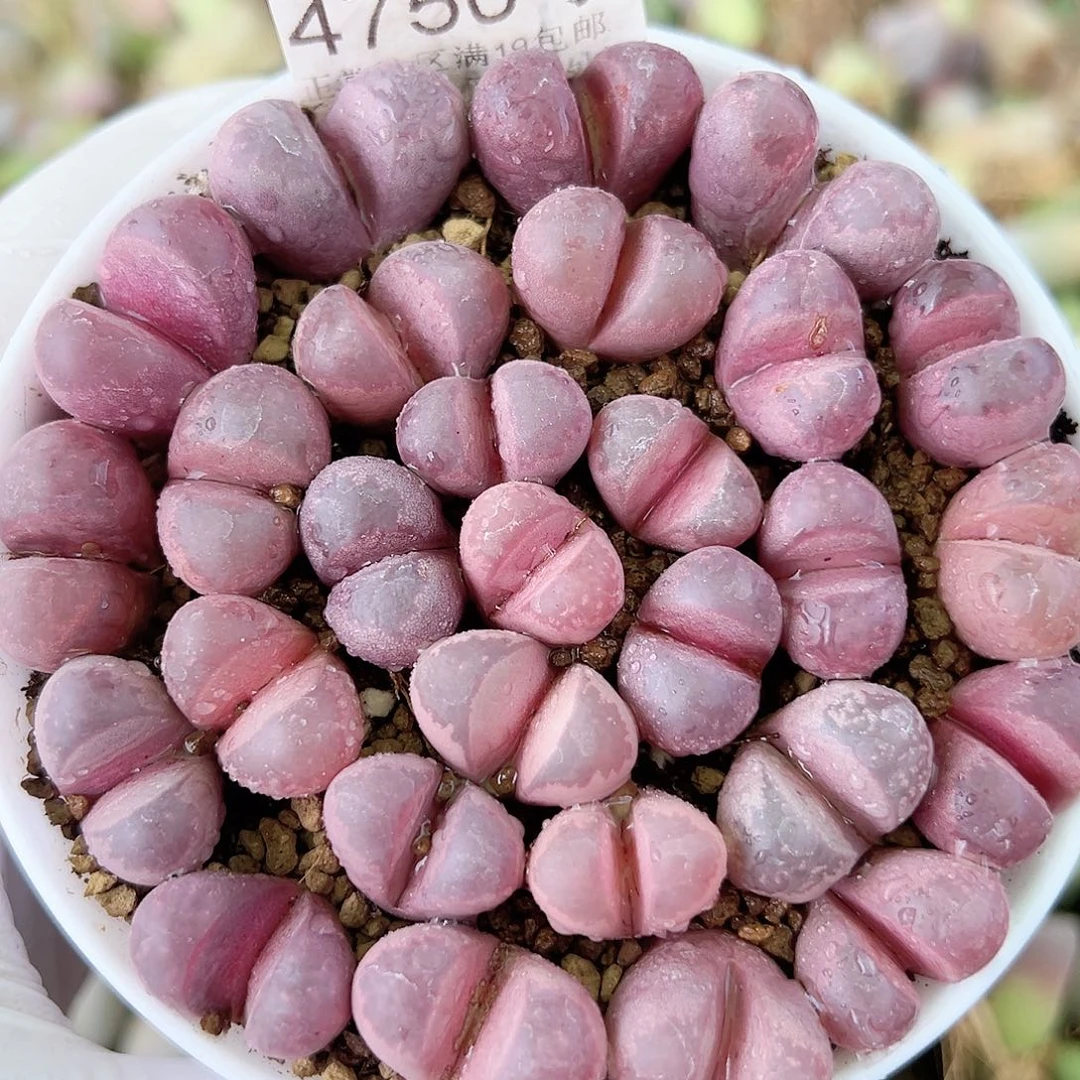 4750 好养易活生石花大母本9cm盆