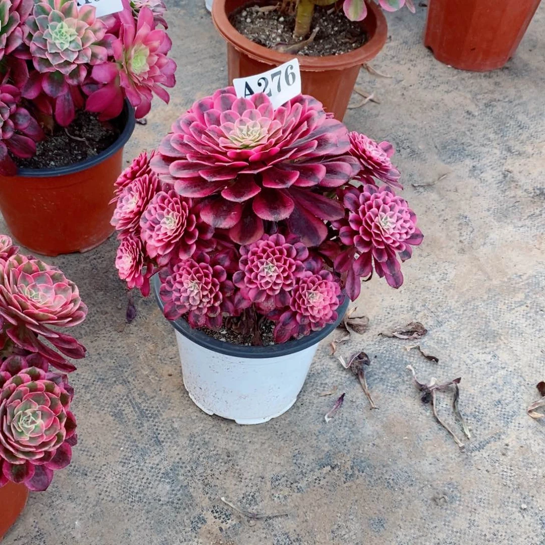 嫩桩黑铜白276多肉法师