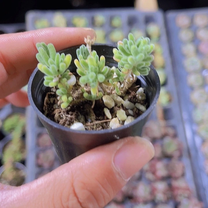 精品荧光兔多肉植物