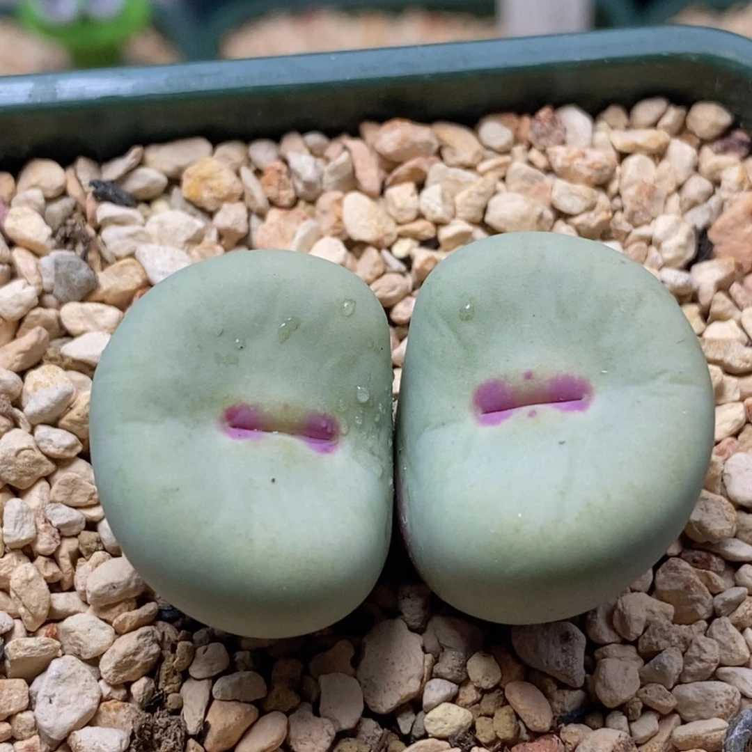 双头园艺大型红嘴大型