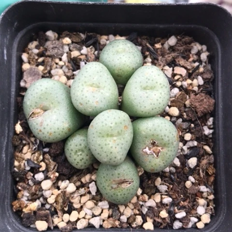 多肉肉锥 8头 金台玉