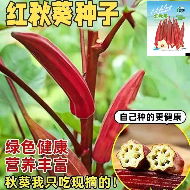 蔬菜种子【红秋葵籽】种家庭田园四季种植高产籽种
