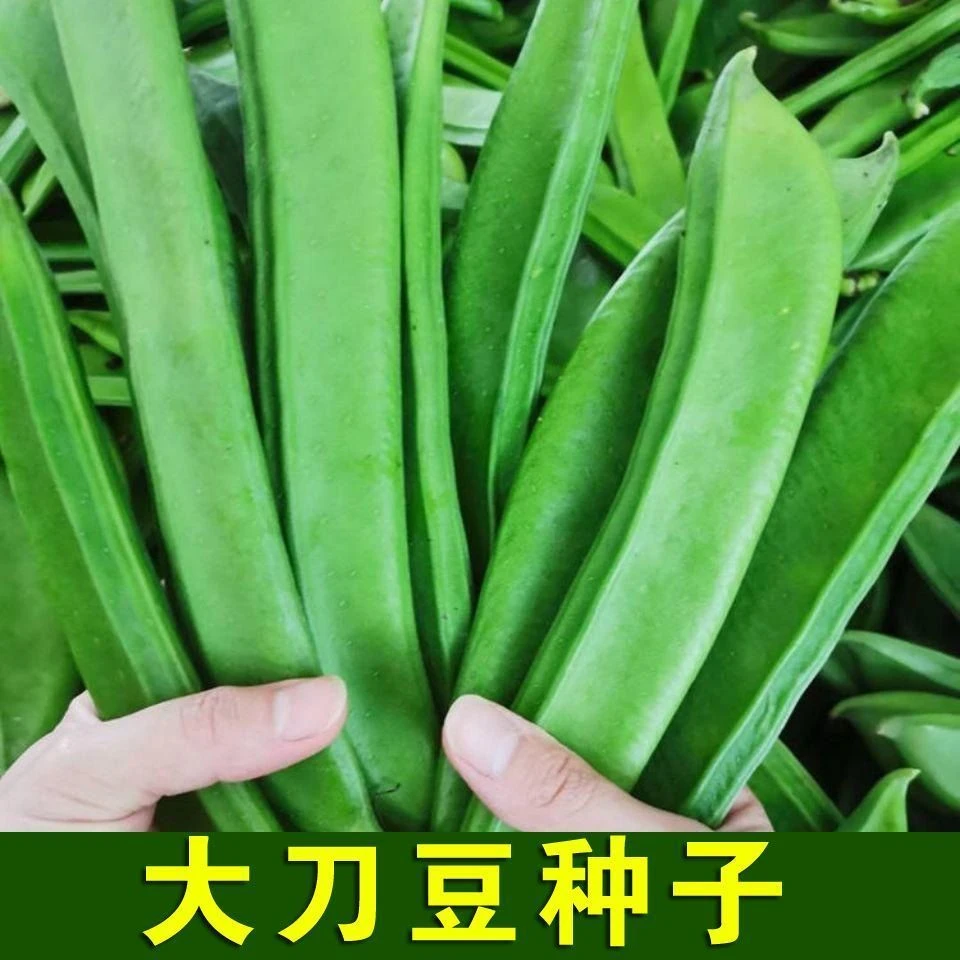 【满五包包邮】大刀豆种子大红刀豆巨型大豆角种籽巴西豆四易种春季