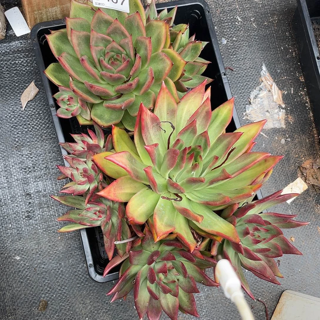 若如东云组拍D407