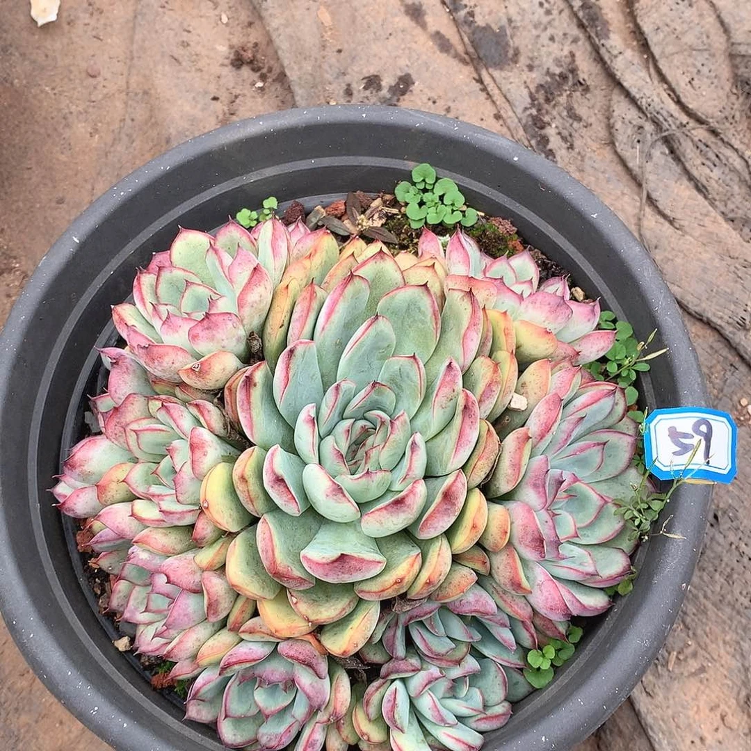 59荷花一物一拍多肉