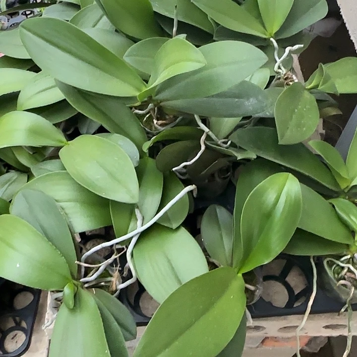 完全开放阿雷佐 香花 带花件