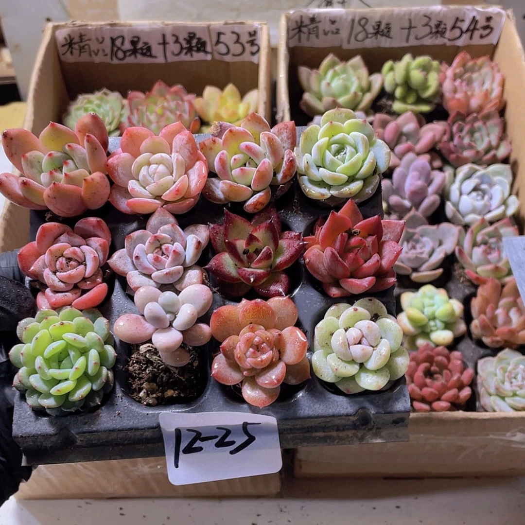 【闪购商品】12颗-25号约2-3厘米