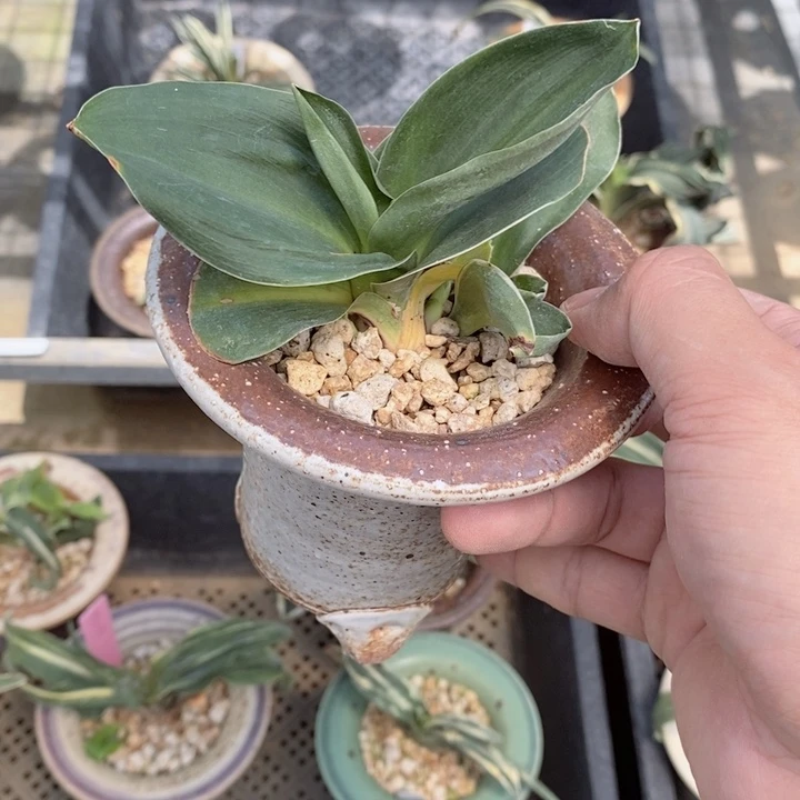 面*?x c g g x x f g