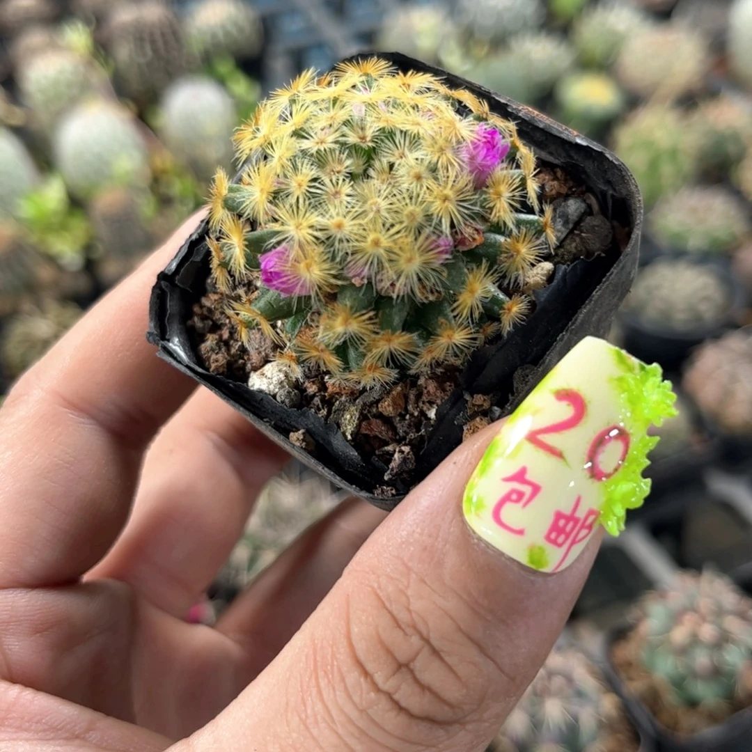 单头发货明星单头发货有根