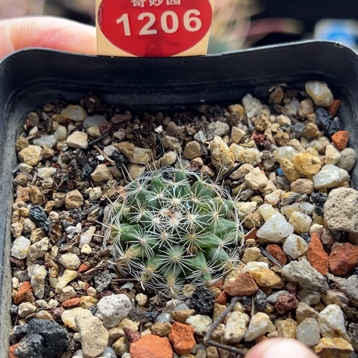 实生母本关白2.4cm