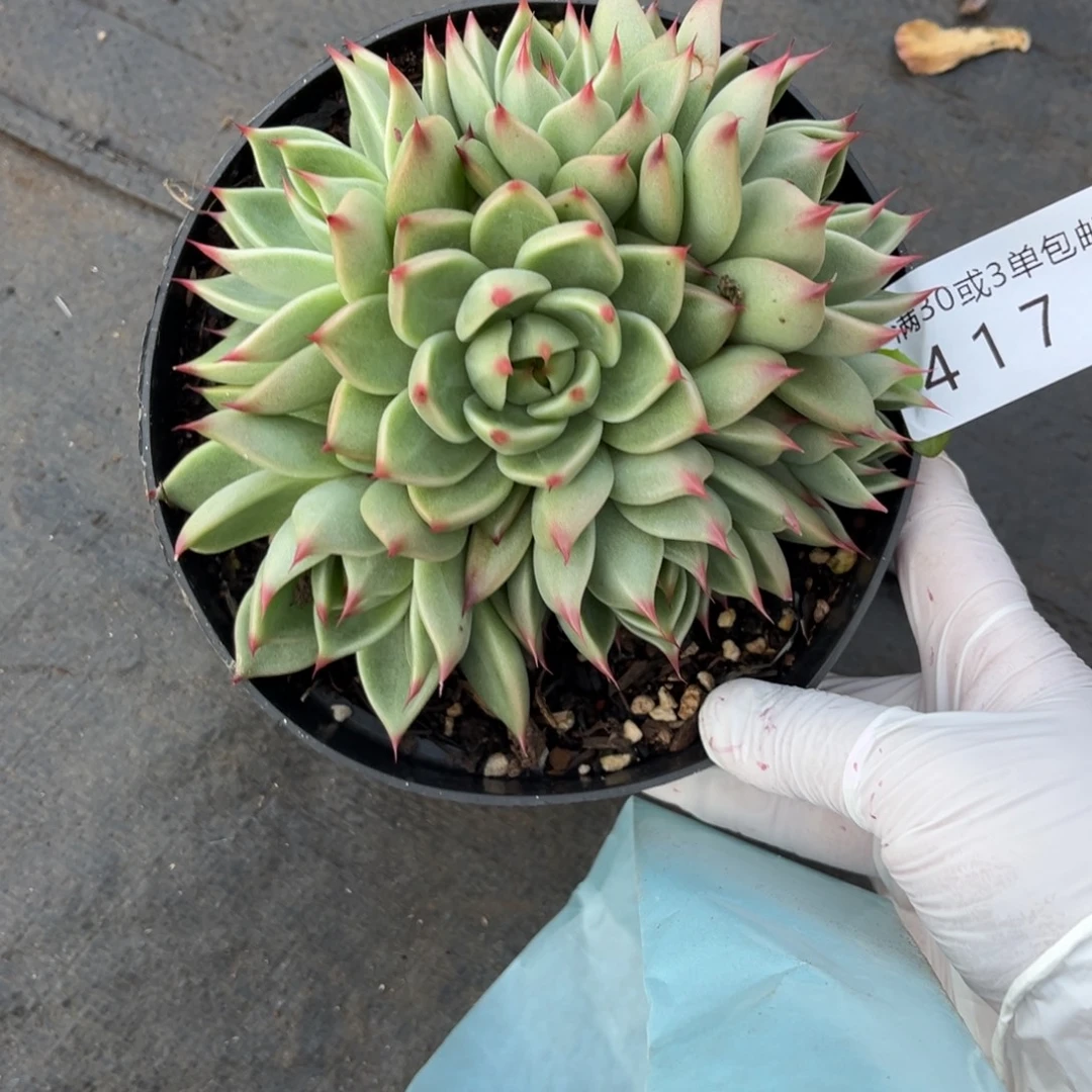 风****417托斯卡内多肉植物群。