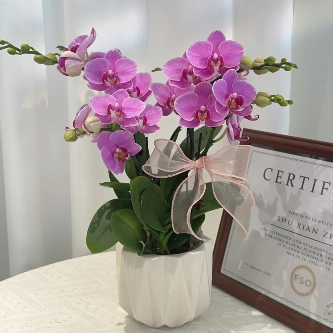 繁花春日好礼【紫蝶】蝴蝶兰 精致小巧桌面摆件