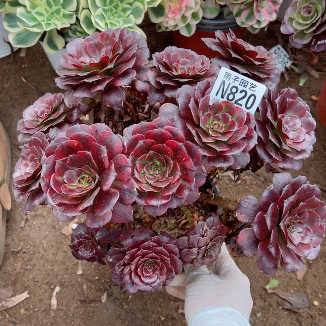 820美姬尺寸25左右