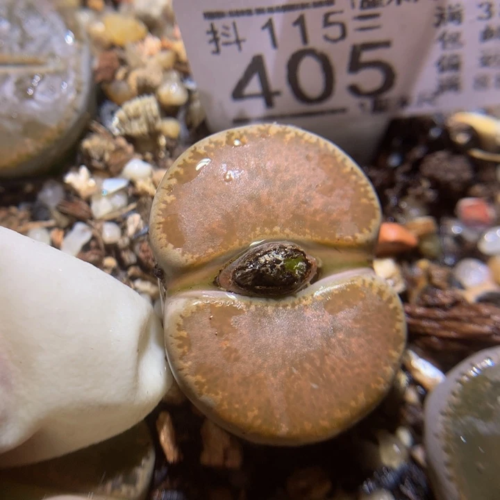 精品生石花115.405