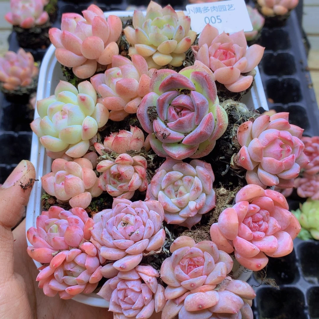 我要去看你了哦我005