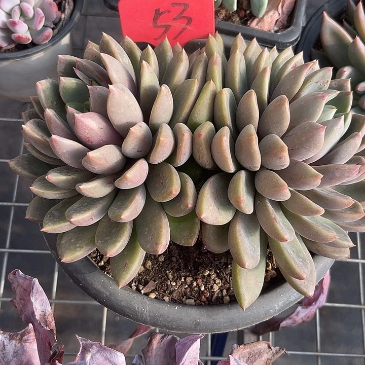 两单包邮，一物一拍53红象牙特价