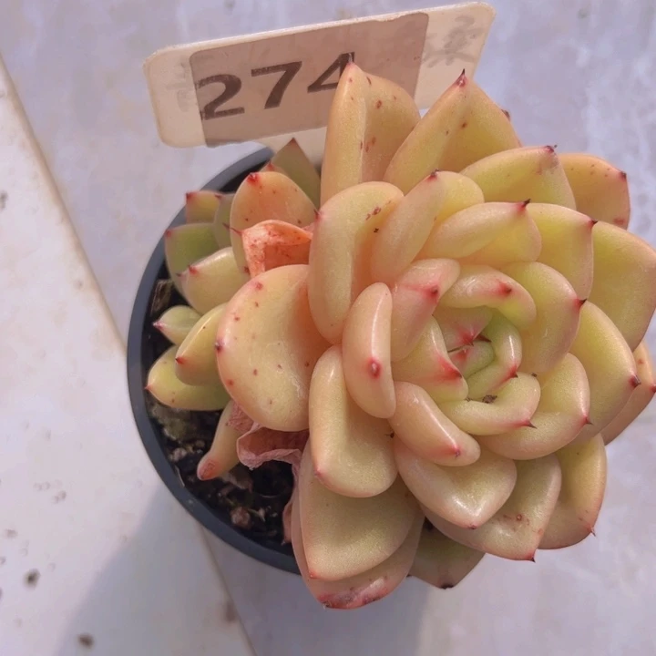 健健康康平平安安