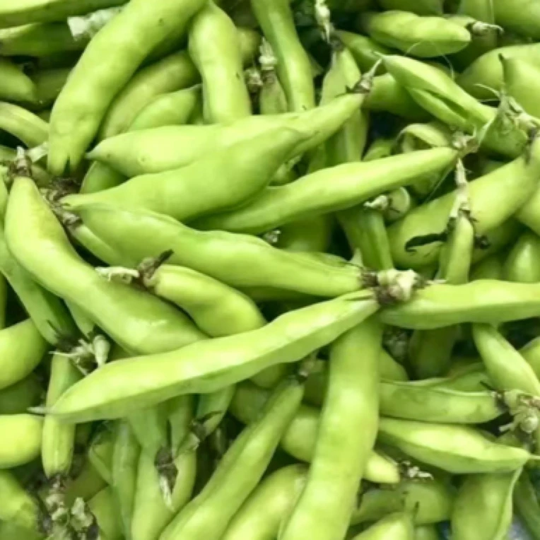 湖北带壳带皮新鲜现摘豌豆露天生长