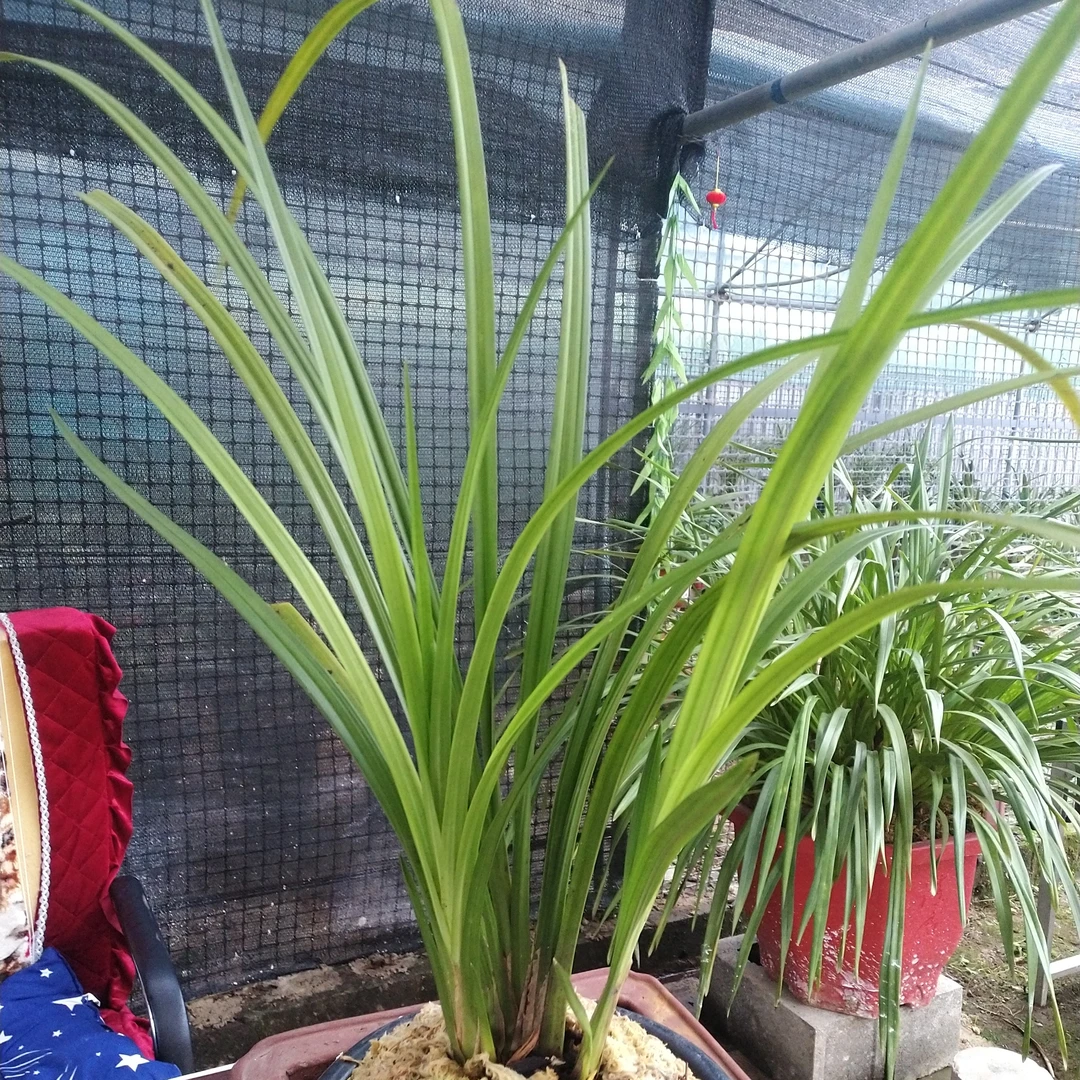 香花绿兰，宽叶，大芦头