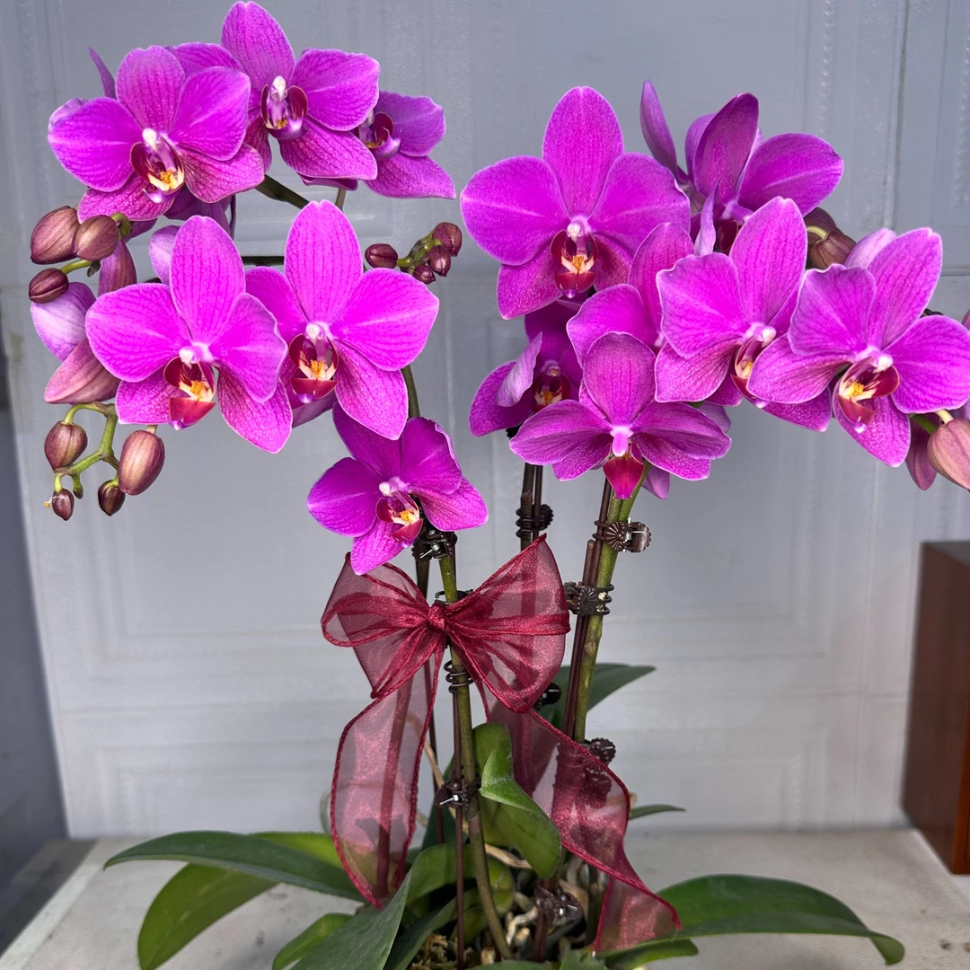 花悦里【红蜻蜓】双花剑 高株 少量花苞 广州花卉源头基地