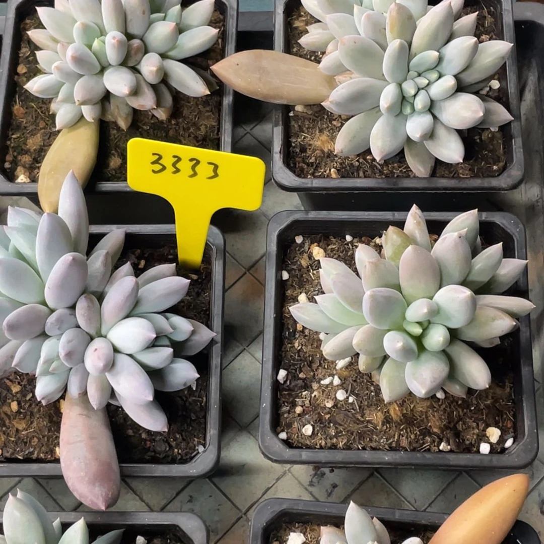 在干嘛我不去三头起哥特3333