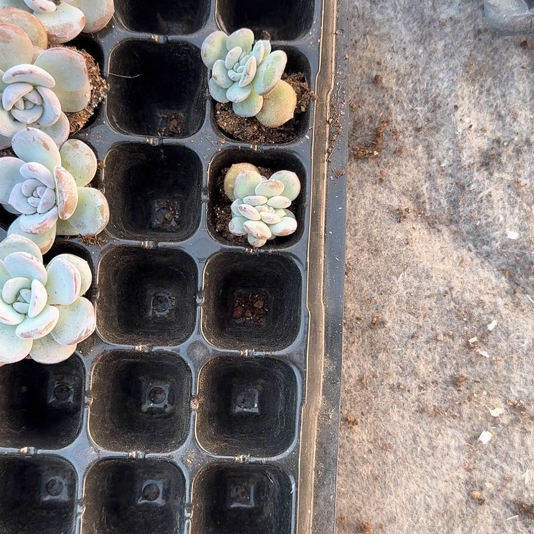 妮子一物一拍专拍