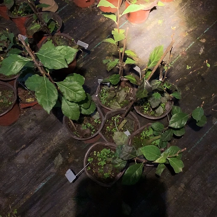 完全开放楼兰嫁接苗32.8