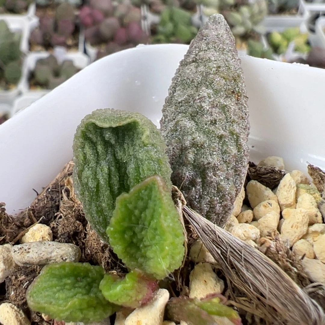 w绿色系颗粒款实生新品